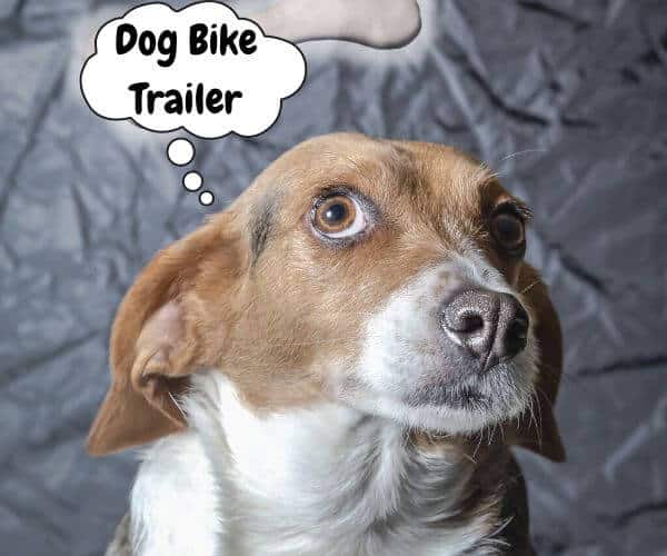 What Should You Consider When Buying a Dog Bike Trailer