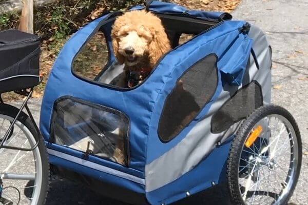 Best Ways To Use Your Small Dog Bike Trailers
