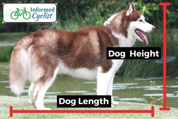 Maximum Dog Height, Weight, and Length